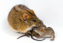 Şefkatli babayı saldırgana dönüştüren gizli “şalter” keşfedildi