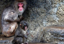 Sosyal medyanın sevgilisi maymun Punch’ı bundan sonra ne bekliyor?