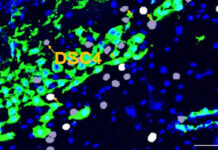Tıp dünyasını şaşırtan hücre türü: Sadece gebelikte ortaya çıkıyor