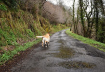 Yollarını nasıl buluyorlar? Köpeklerin eve dönüş şifreleri çözüldü!
