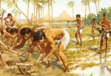 Tarımın başlamasıyla insan evrimi hızlandı: Antik DNA araştırması neler söylüyor?