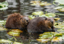 Doğanın sessiz kahramanları: Kunduzlar iklim krizini nasıl durduruyor?