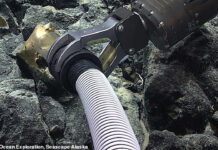 Herkes onu “uzaylı yumurtası” sandı, gerçek bambaşka çıktı