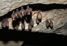 Piton Mağarası’nda uyuyan tehlike: Bir sonraki salgın oradan mı çıkacak?