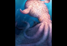 Fosilleşmiş çenelerden çıkan 19 metrelik gizem