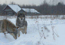 Çernobil’in 40 yıllık sırrı: Radyasyona kafa tutan “süper kurtlar”