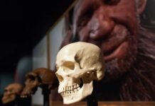 Neandertallerin sonunu düşük zekâ ya da Homo Sapienler değil, sosyal kopukluk getirmiş
