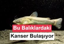 Bilim dünyasını şaşırtan keşif: Balıklarda ilk kez bulaşıcı kanser bulundu